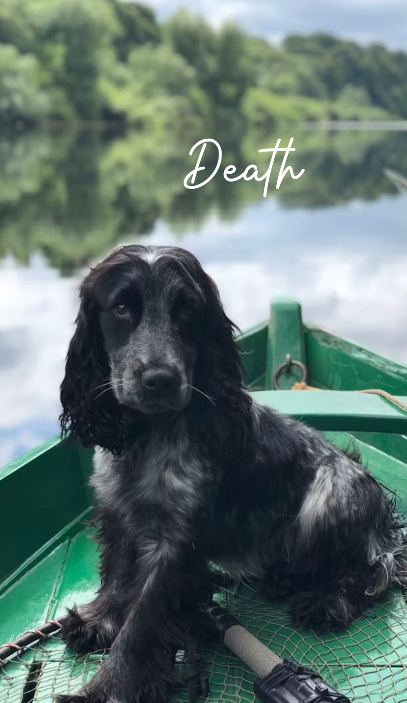 Dog Tarot Deck (78 cards) *MADE TO ORDER*