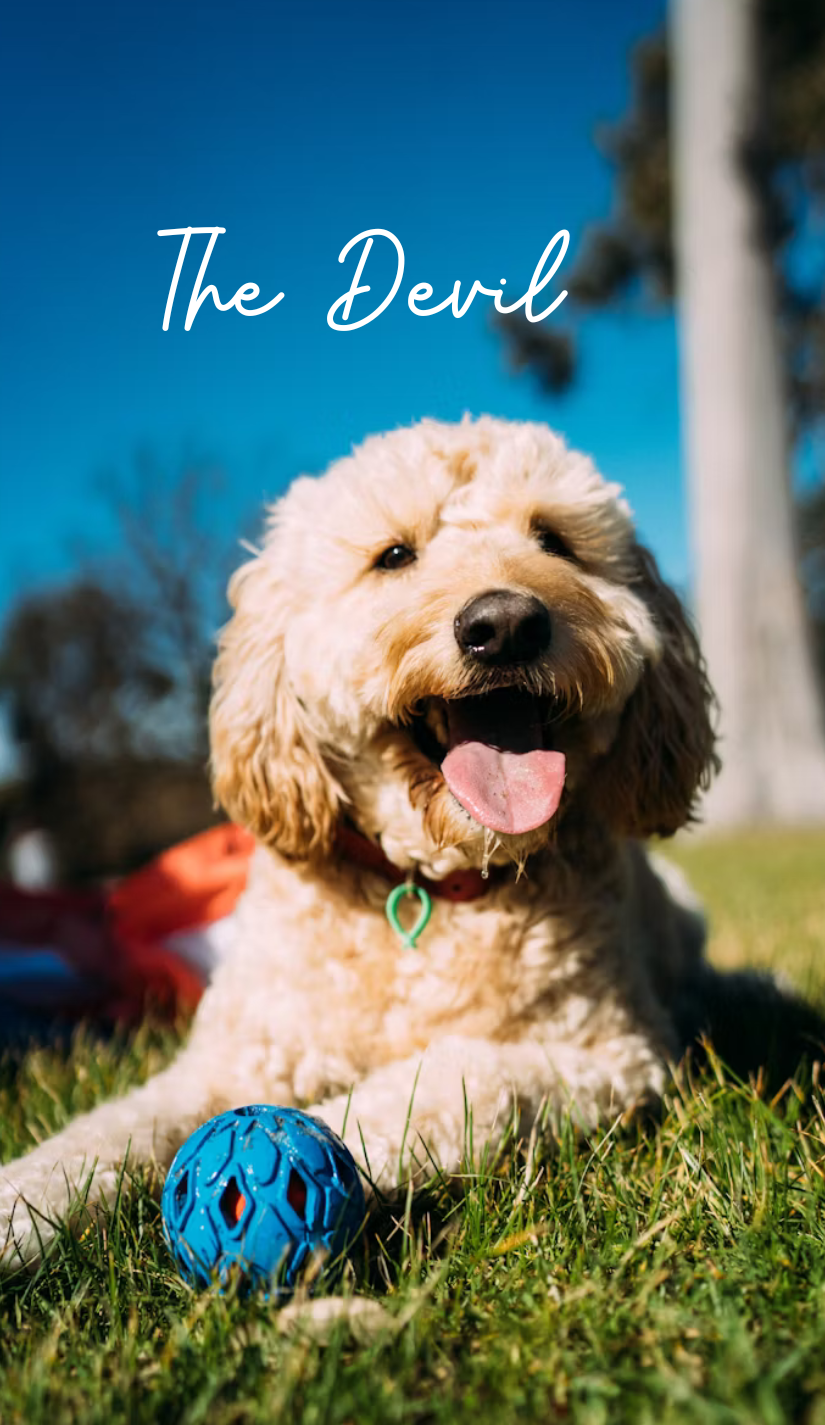 Dog Tarot Deck (78 cards) *MADE TO ORDER*
