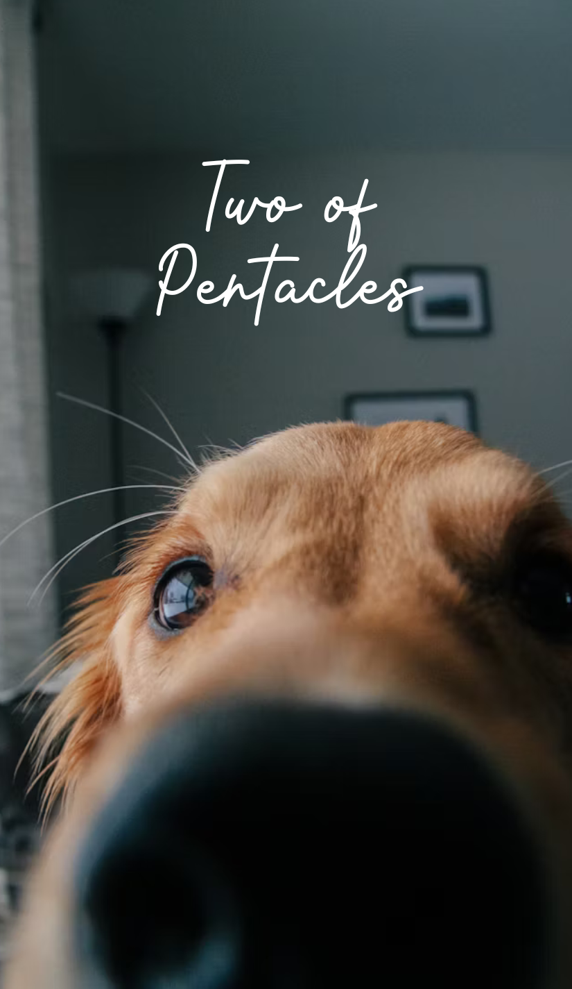 Dog Tarot Deck (78 cards) *MADE TO ORDER*