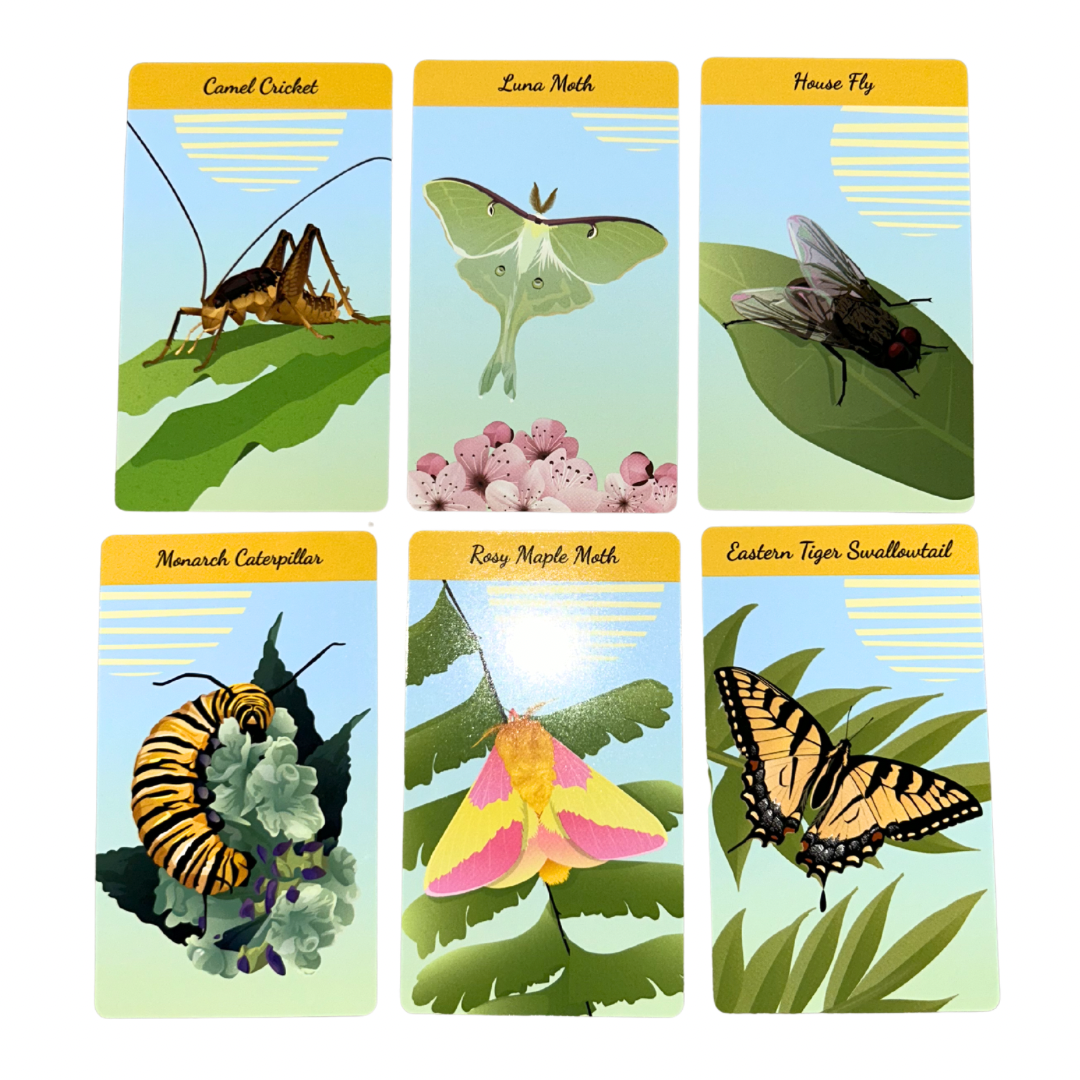 The Insect Oracle Deck